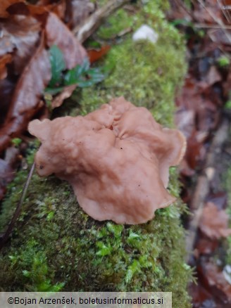 Gyromitra parma