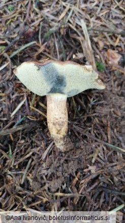 Boletus badius