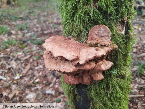 Hapalopilus nidulans