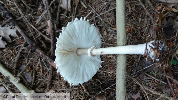 Macrolepiota excoriata