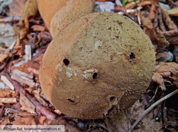 Calvatia excipuliformis