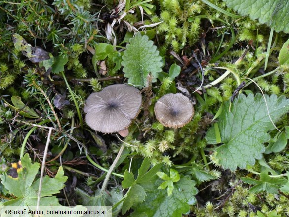 Entoloma querquedula