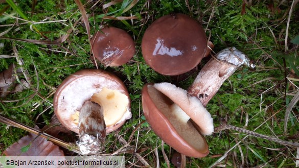 Suillus luteus