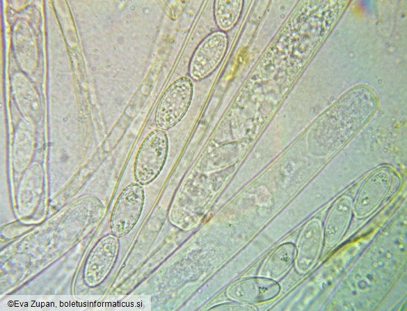Phylloscypha phyllogena
