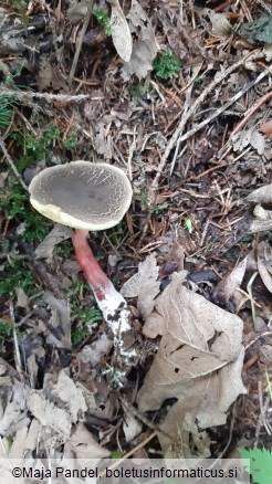 Boletus chrysenteron