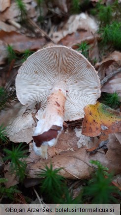 Cystoderma cinnabarinum