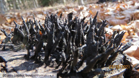 Xylaria hypoxylon