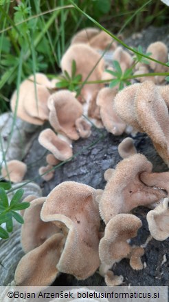 Lentinus strigosus