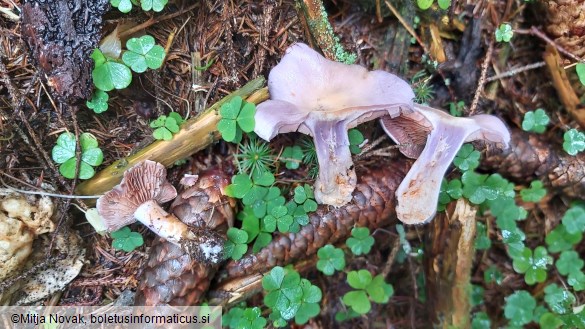 Cortinarius traganus