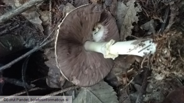 Agaricus silvicola