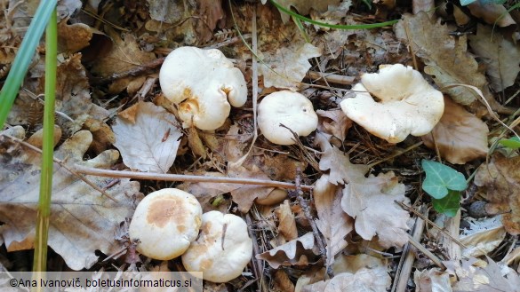 Cantharellus cibarius