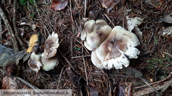 Tricholoma saponaceum