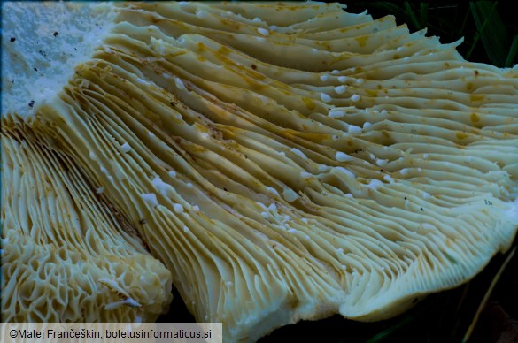 Lactifluus vellereus