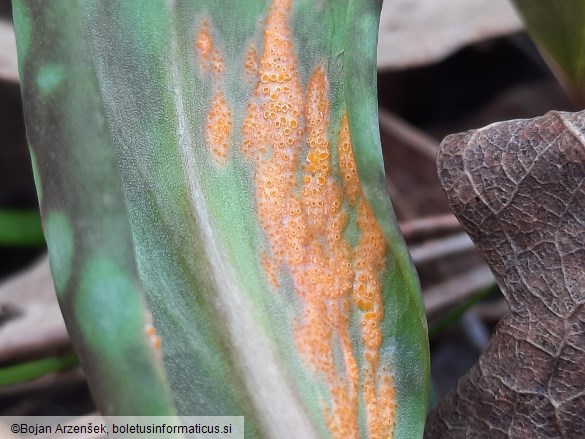 Uromyces erythronii