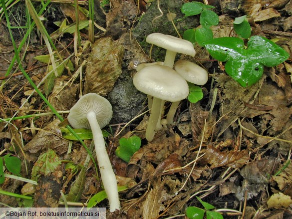 Entoloma rhodopolium f. nidorosum