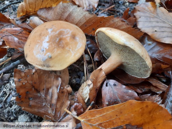 Suillus bovinus