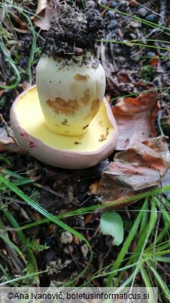 Boletus appendiculatus