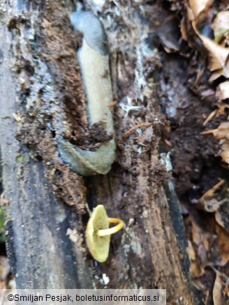 Hypholoma fasciculare var. pusillum
