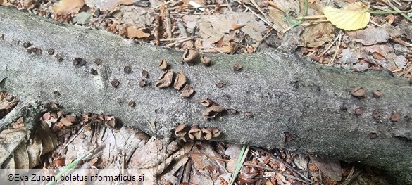 Encoelia glaberrima