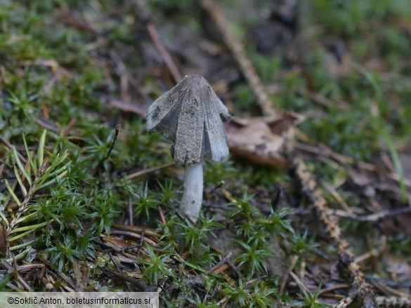 Coprinopsis cinereofloccosa