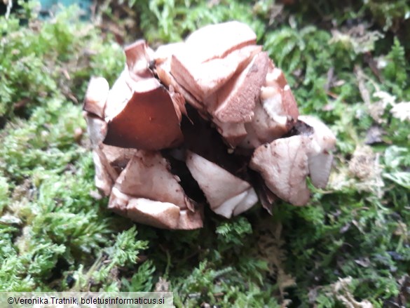 Geastrum rufescens