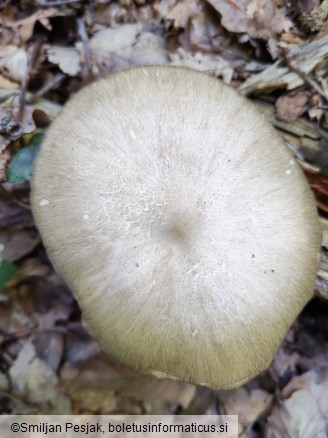 Megacollybia platyphylla