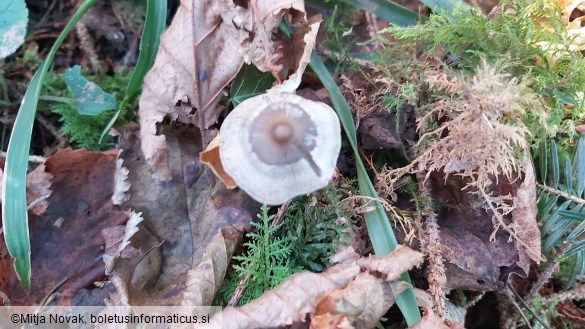 Tephrocybe rancida