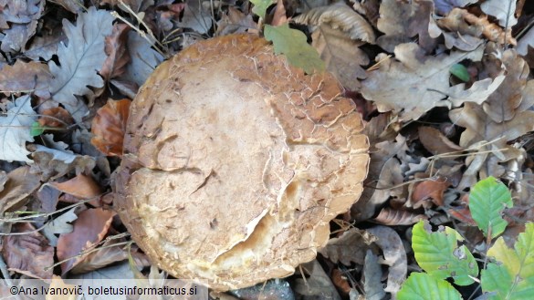 Boletus edulis