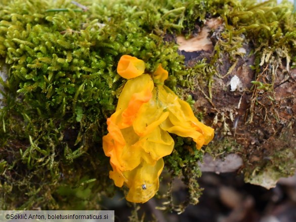 Tremella mesenterica