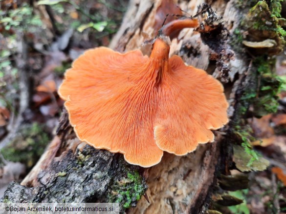 Hygrophoropsis aurantiaca