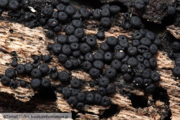 Tympanopsis confertula