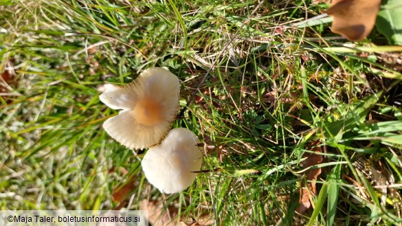 Hygrocybe virginea var. virginea