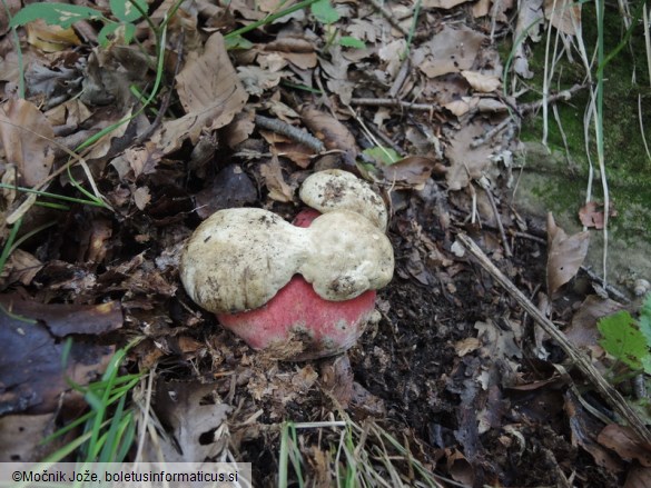 Rubroboletus satanas