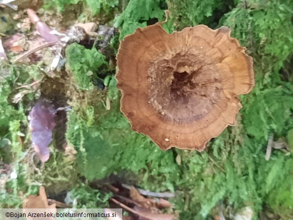Coltricia perennis
