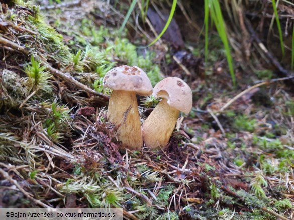 Tylopilus felleus