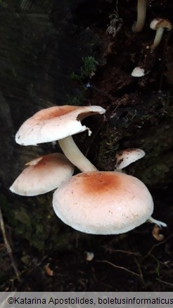 Hypholoma sublateritium