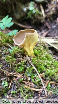 Helvella acetabulum