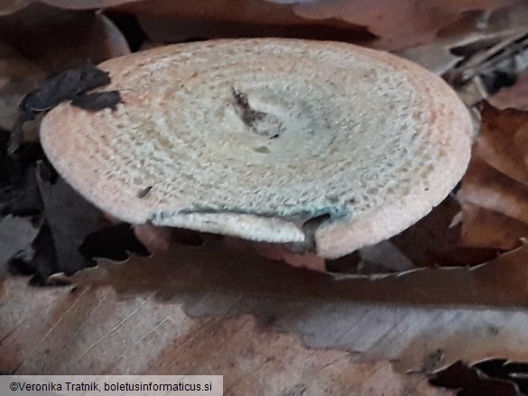Lactarius deterrimus