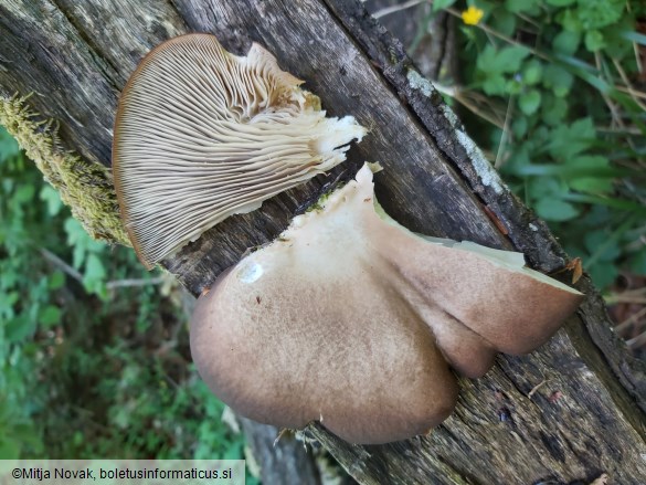 Pleurotus ostreatus