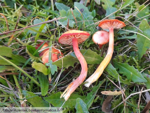 Hygrocybe coccinea