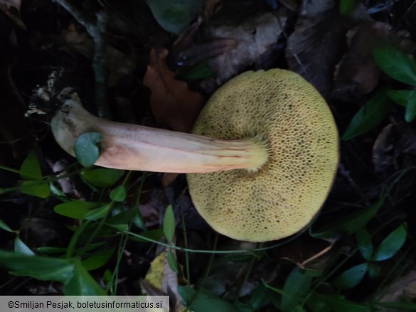 Xerocomus subtomentosus