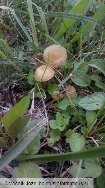 Agrocybe paludosa