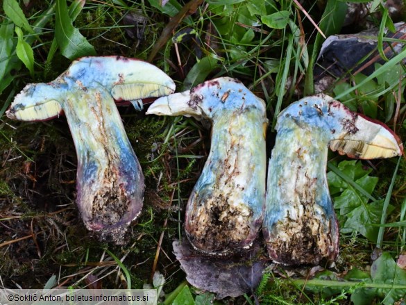 Rubroboletus rubrosanguineus