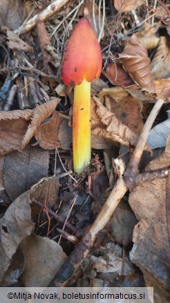 Hygrocybe conica