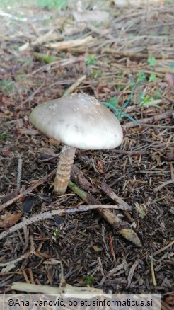 Amanita porphyria