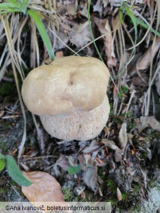 Agaricus arvensis