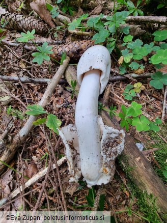Amanita brunneofuliginea f. ochraceopallida