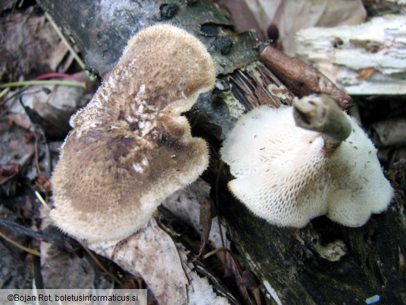 Polyporus arcularius