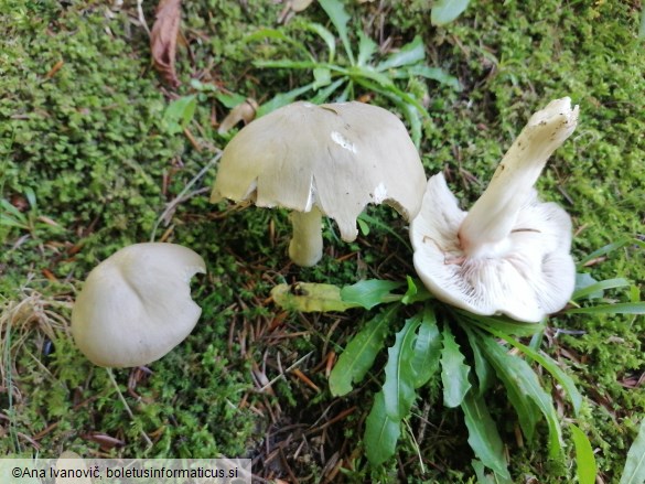 Entoloma rhodopolium