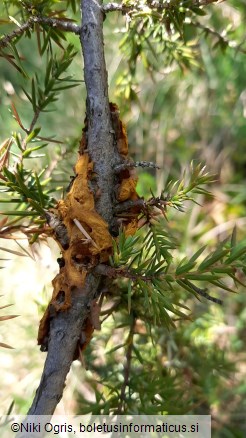 Gymnosporangium tremelloides